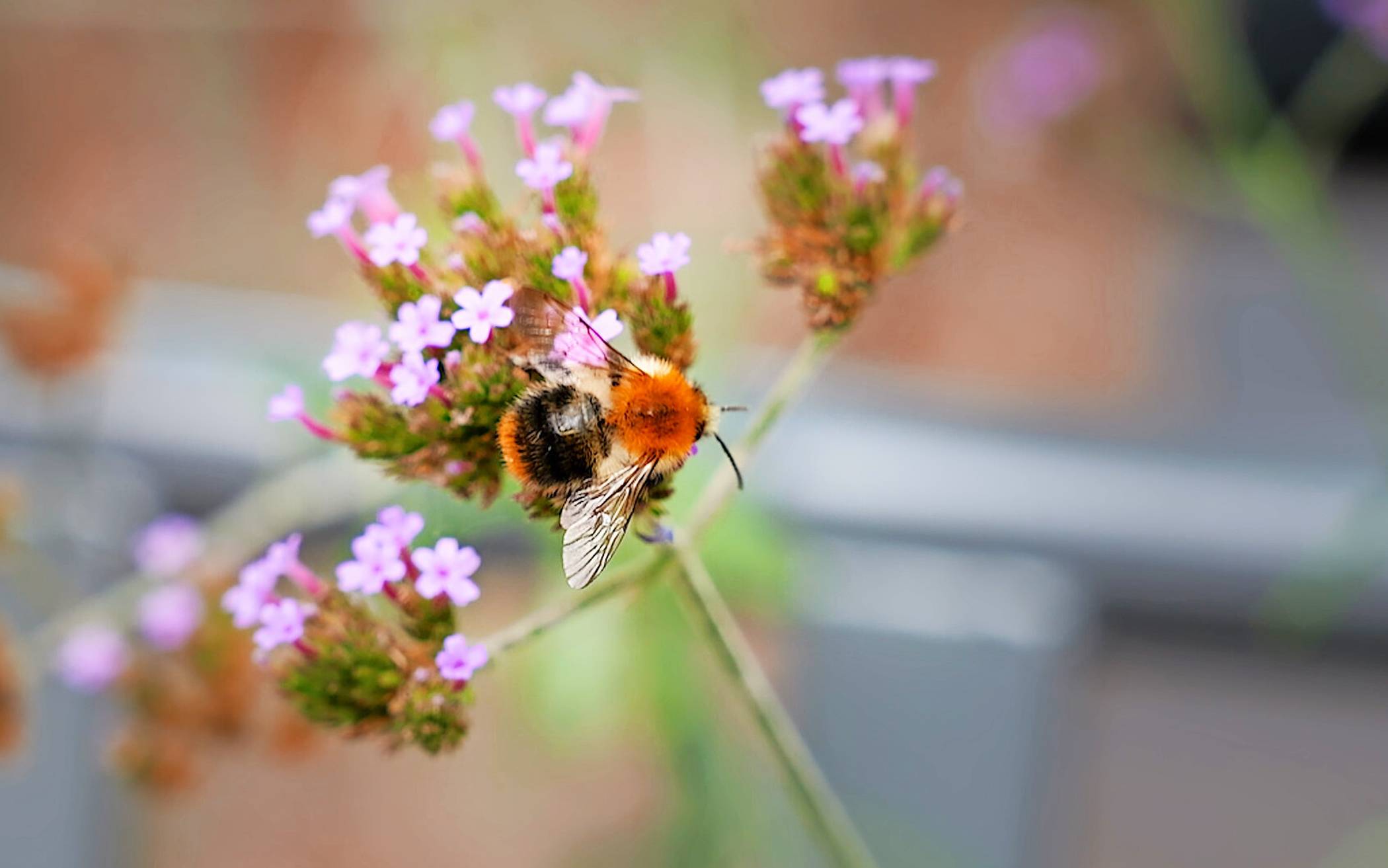 Die Nachbarschaftsinitiative „Hermann blüht auf“ stattet
